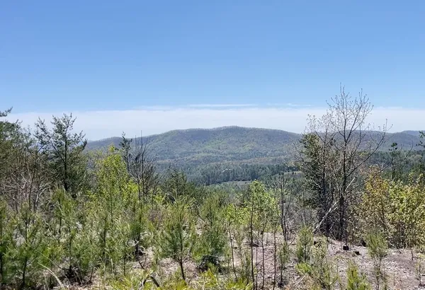 a view of a bunch of trees and bushes