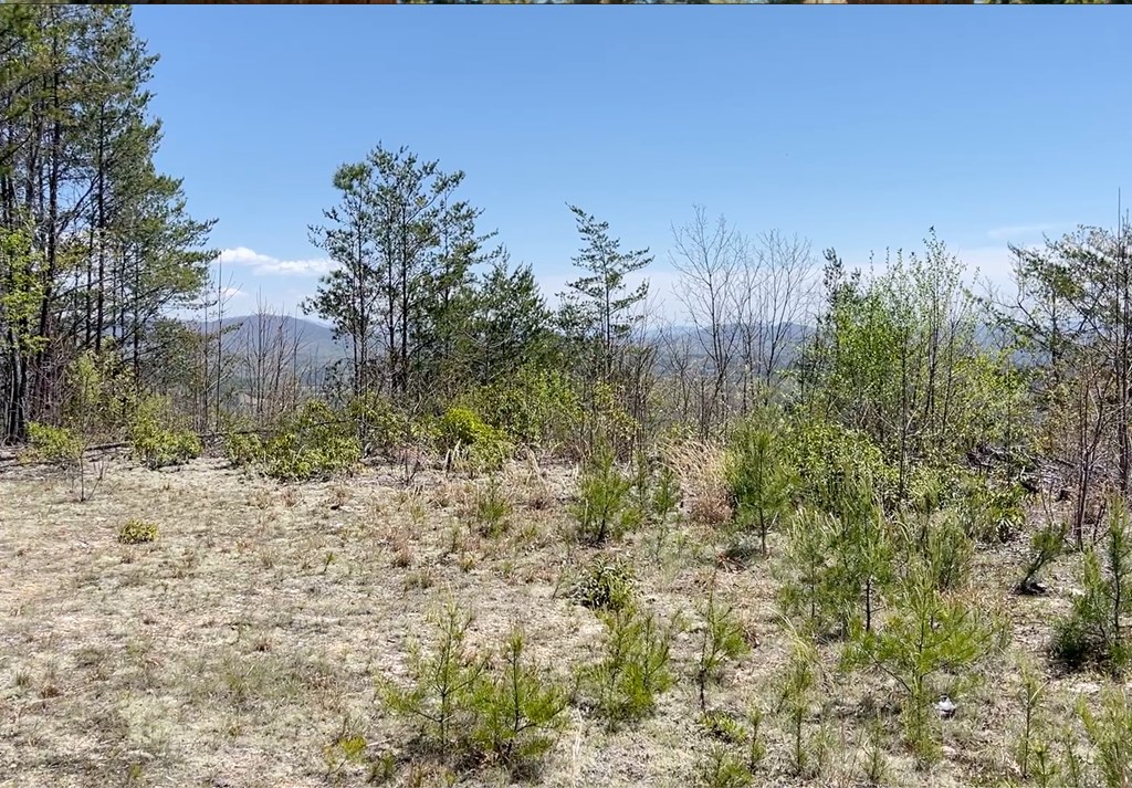 0 Sunrise Mountain Road Murphy, NC 28906 - Photo 8 of 8