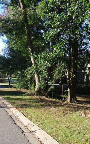 0 Whittier Street Fairhope, AL 36532 - Photo 6 of 8 Lot for Sale Whittier Street Lot 55 Song Grove