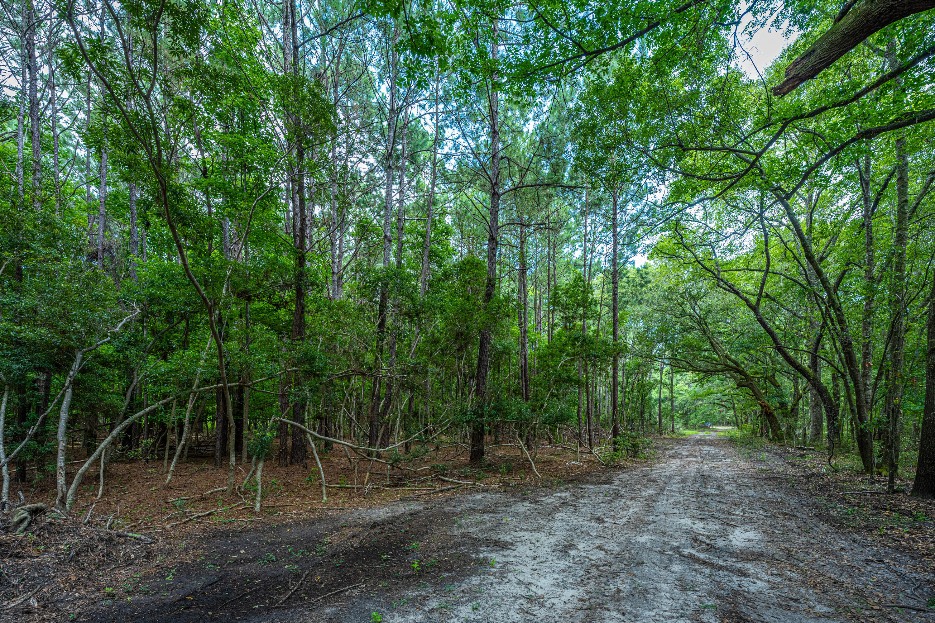0 Back-A-Wood Road Wadmalaw Island, SC 29487 - Photo 11 of 11 DSC_5125