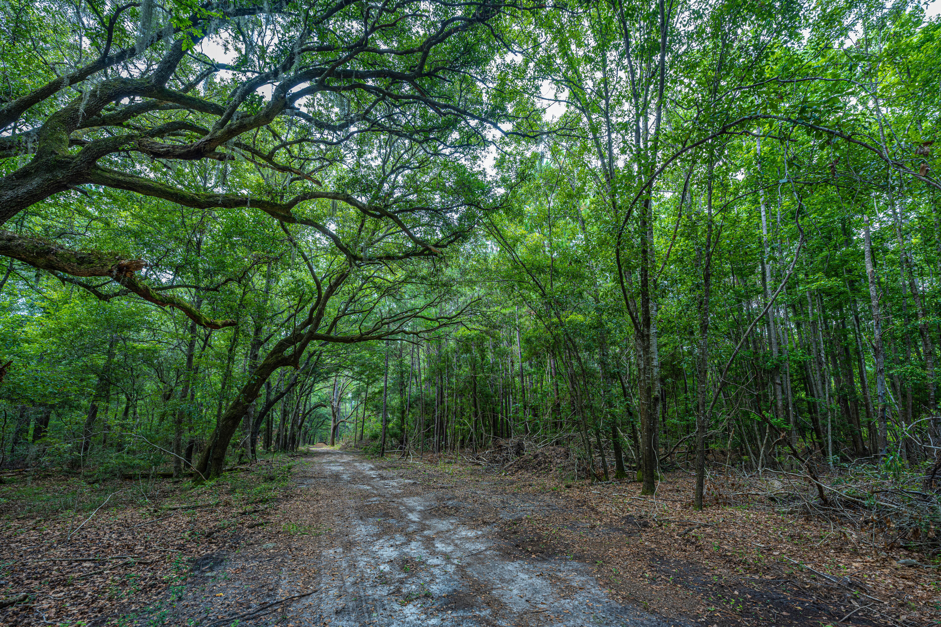 0 Back-A-Wood Road Wadmalaw Island, SC 29487 - Photo 5 of 11 DSC_5113