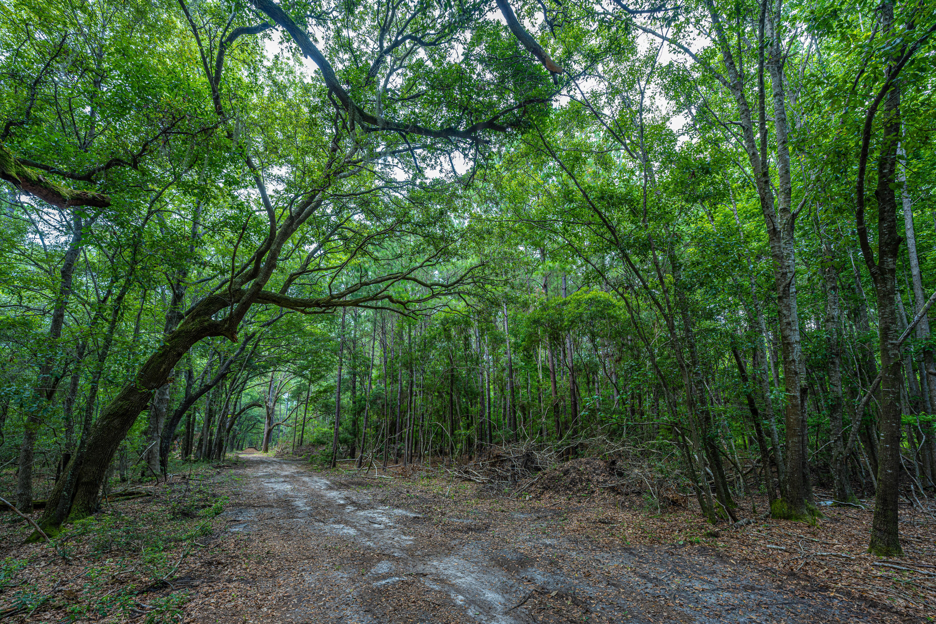 0 Back-A-Wood Road Wadmalaw Island, SC 29487 - Photo 6 of 11 DSC_5115