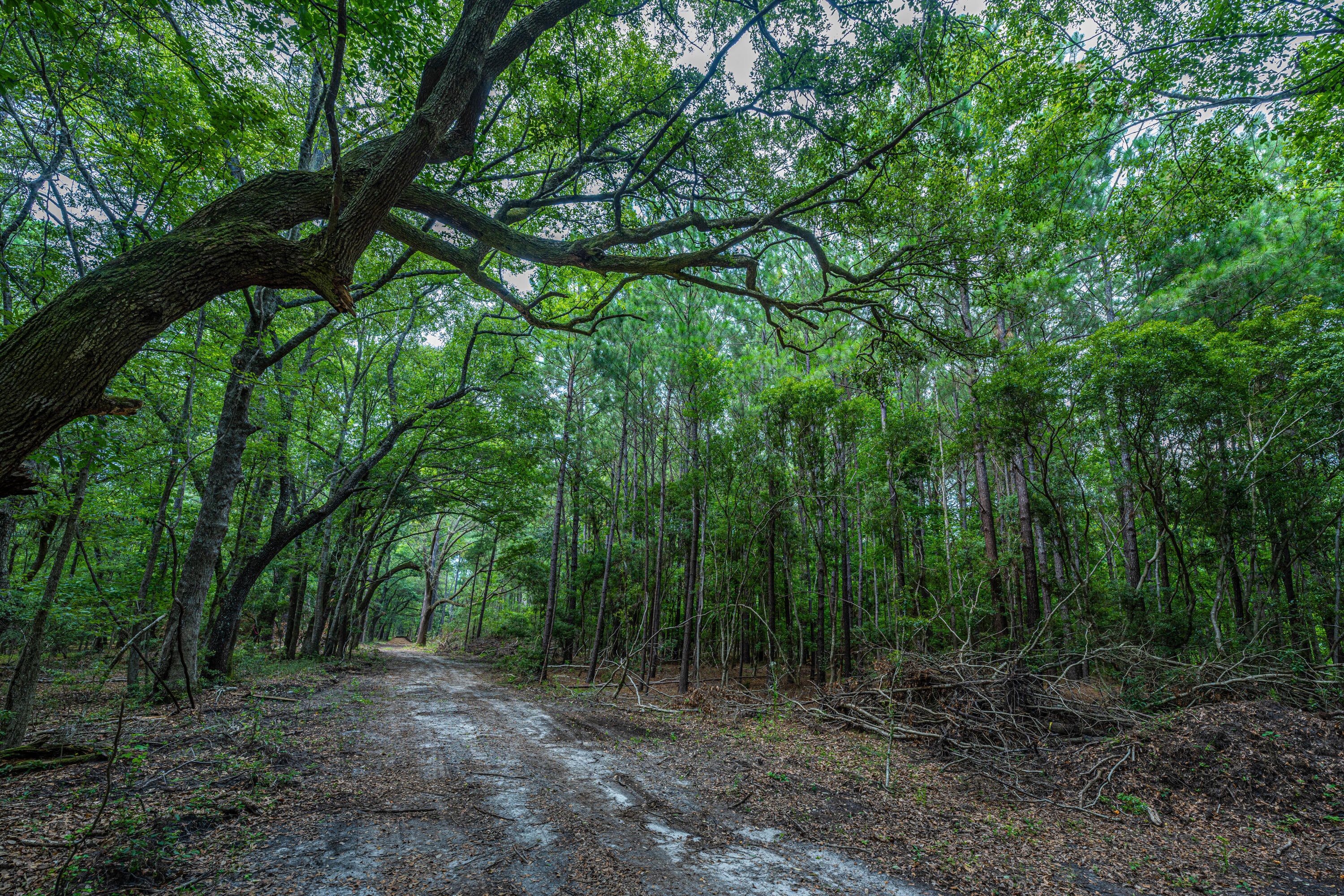 0 Back-A-Wood Road Wadmalaw Island, SC 29487 - Photo 7 of 11 DSC_5117