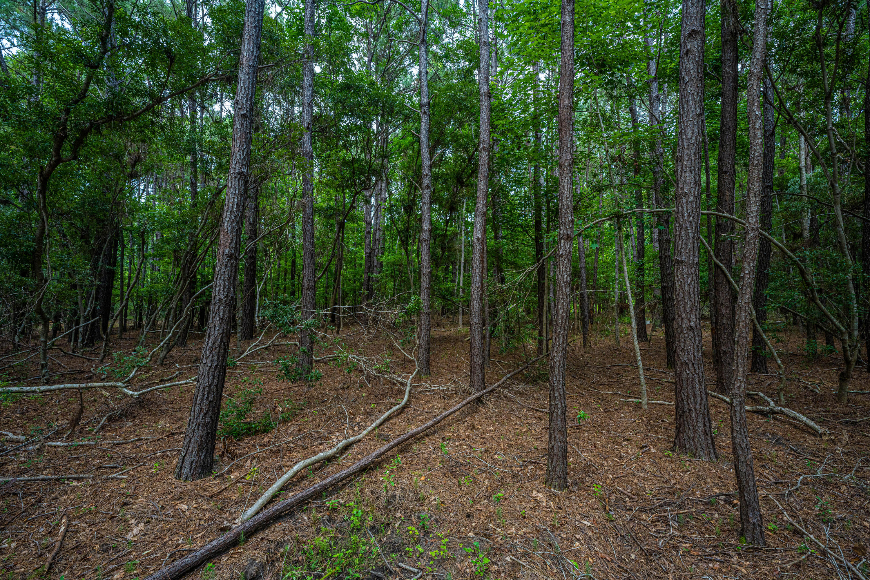 0 Back-A-Wood Road Wadmalaw Island, SC 29487 - Photo 8 of 11 DSC_5119
