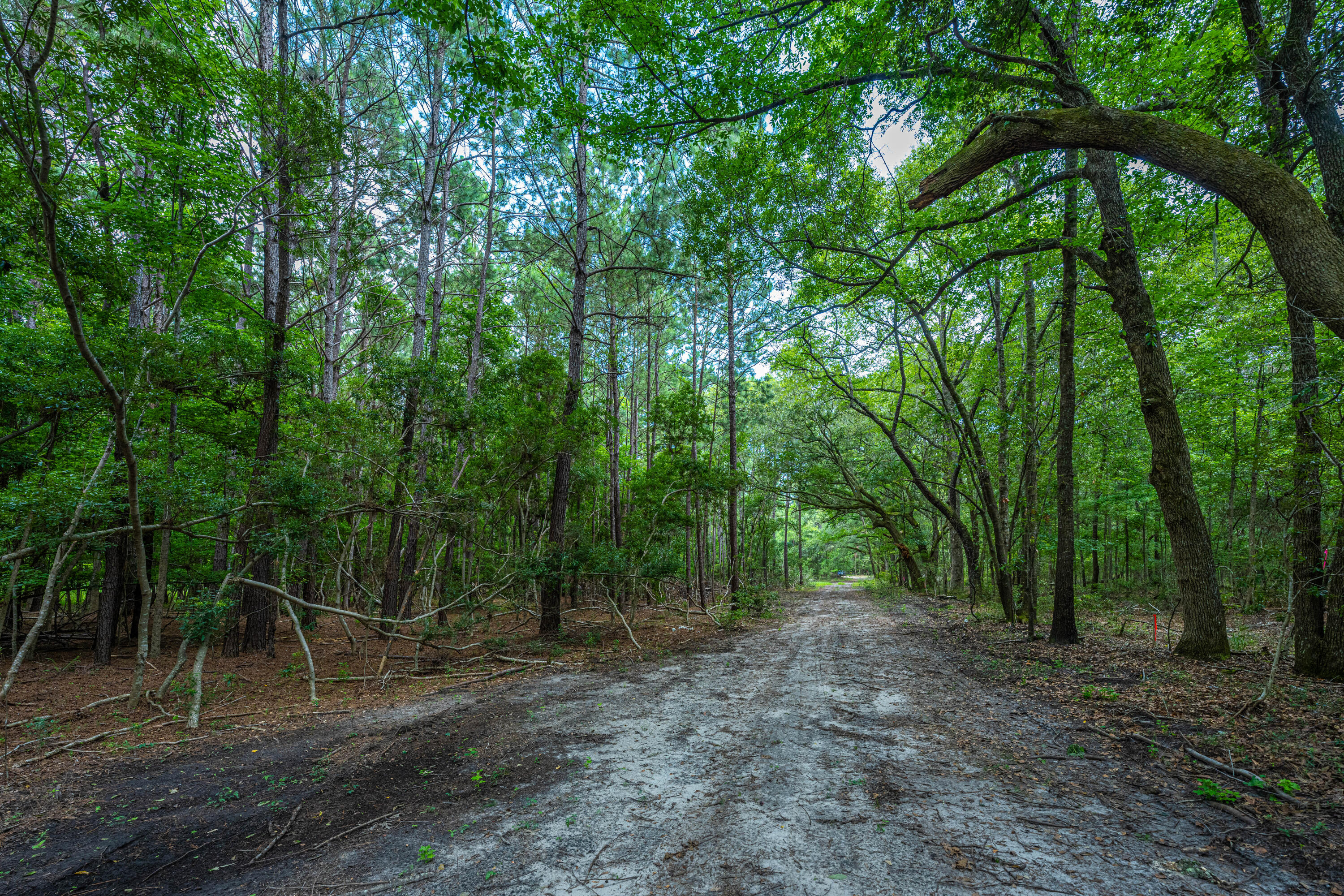 0 Back-A-Wood Road Wadmalaw Island, SC 29487 - Photo 10 of 11 DSC_5124