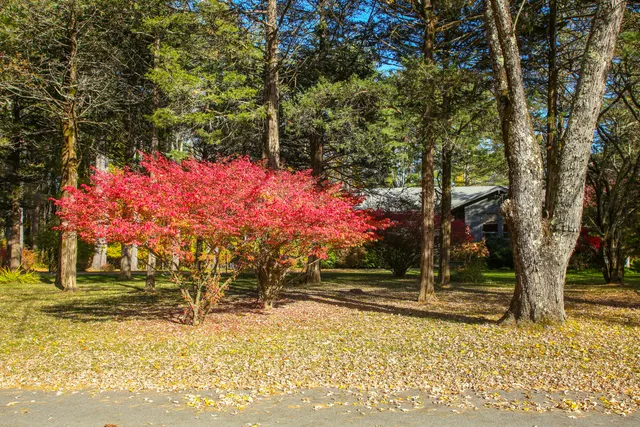 a view of a big yard with plants and large trees