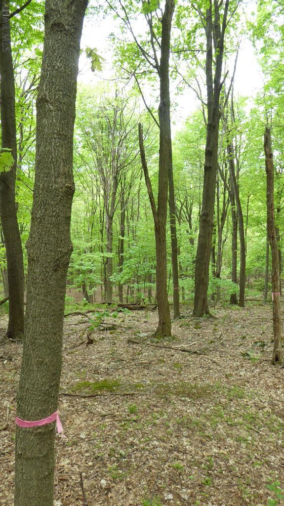 Off Off Black Valley Road Clearville, PA 15535 - Photo 10 of 22 a view of outdoor space with trees