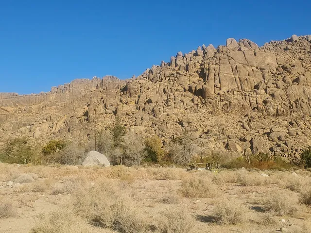 a view of a dry forest