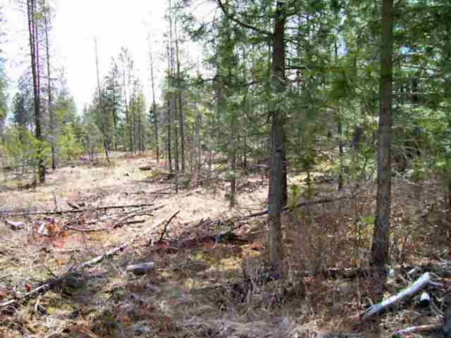 Xxx Lyon And Moss Road Loon Lake, WA 99148 - Photo 3 of 3 Gallery Image 3