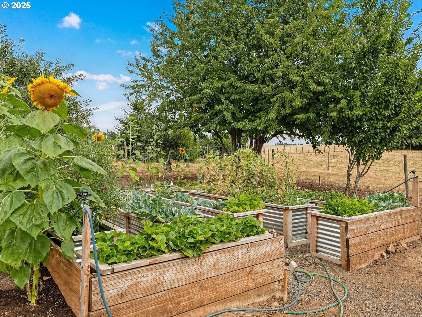 40893 Elk Ridge Lane Stayton, OR 97383 - Photo 38 of 46 a backyard of a house with lots of green space