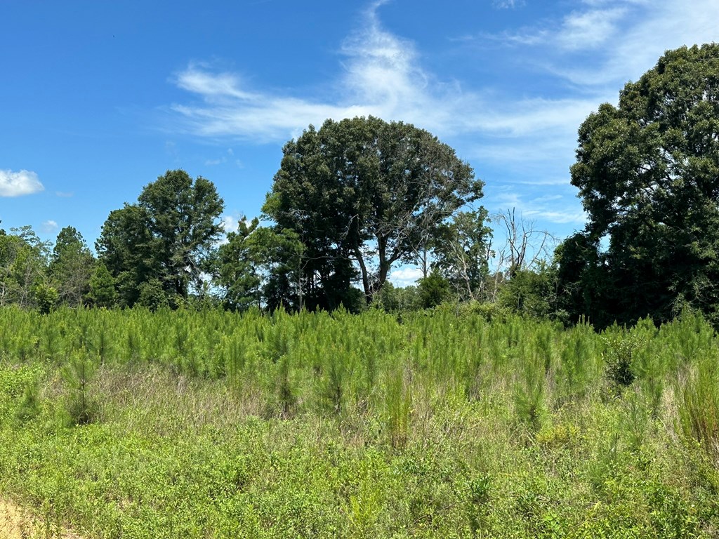 250 Adams Mill Road Clayton, AL 36016 - Photo 34 of 74