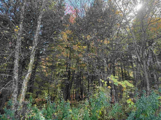 $65,000 | 0 Green Hill Lane, Wallingford, VT 05773