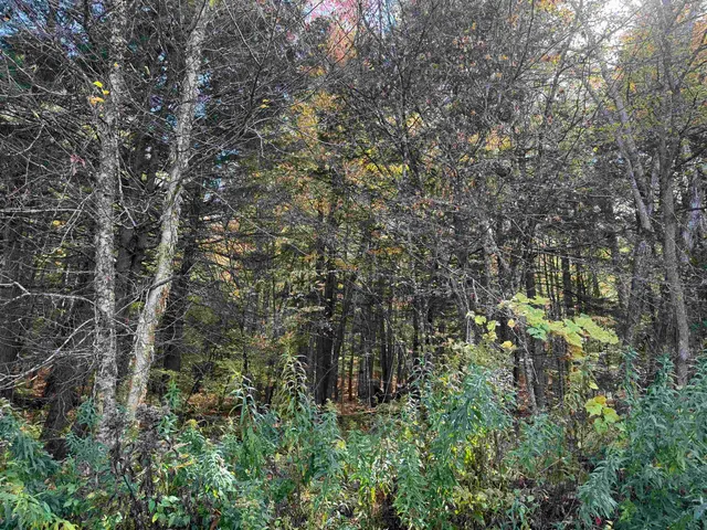 $65,000 | 0 Green Hill Lane, Wallingford, VT 05773