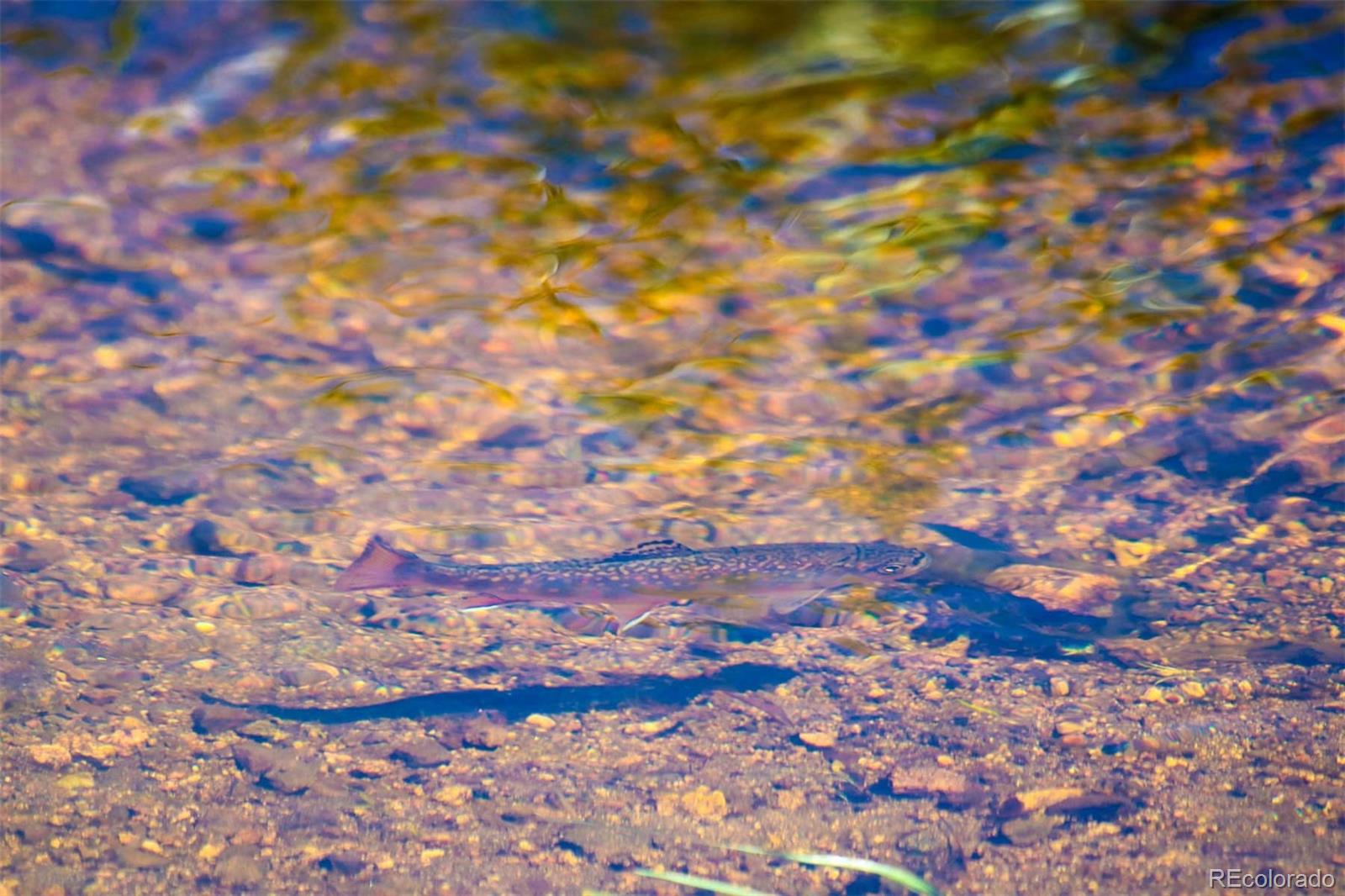 Copper Spur Road Bond, CO 80423 - Photo 3 of 40 a view of a tree with a tree