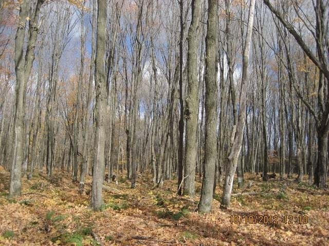 Lot 3 Desperation Road Mercer, WI 54547 - Photo 8 of 20 Gallery Image 8