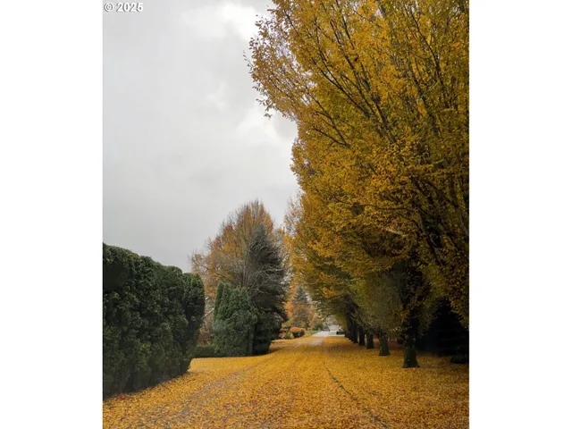 a view of a yard with trees in the background