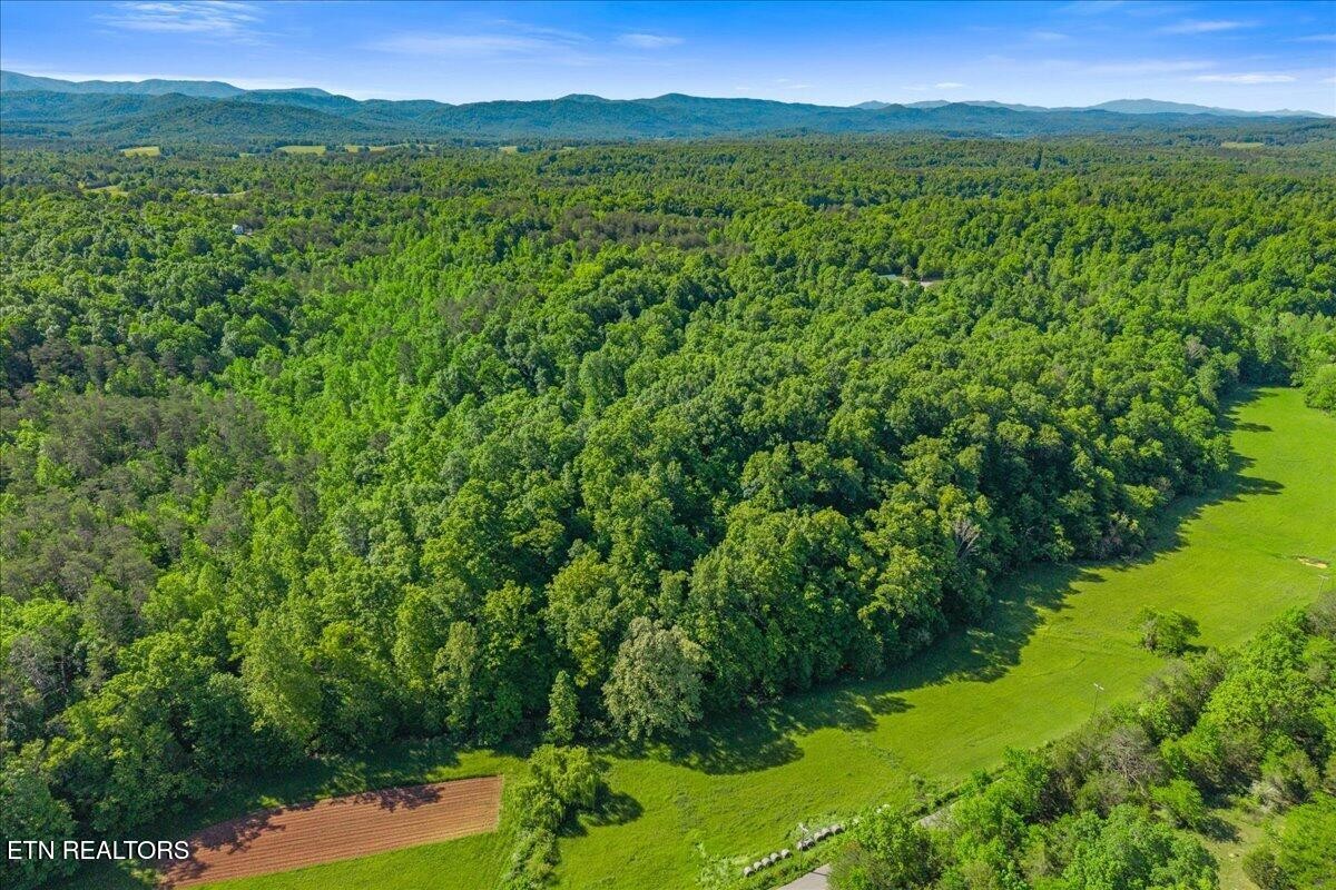 0 Shaddon Road Tellico Plains, TN 37385 - Photo 13 of 17 a view of a lush green forest with a lake