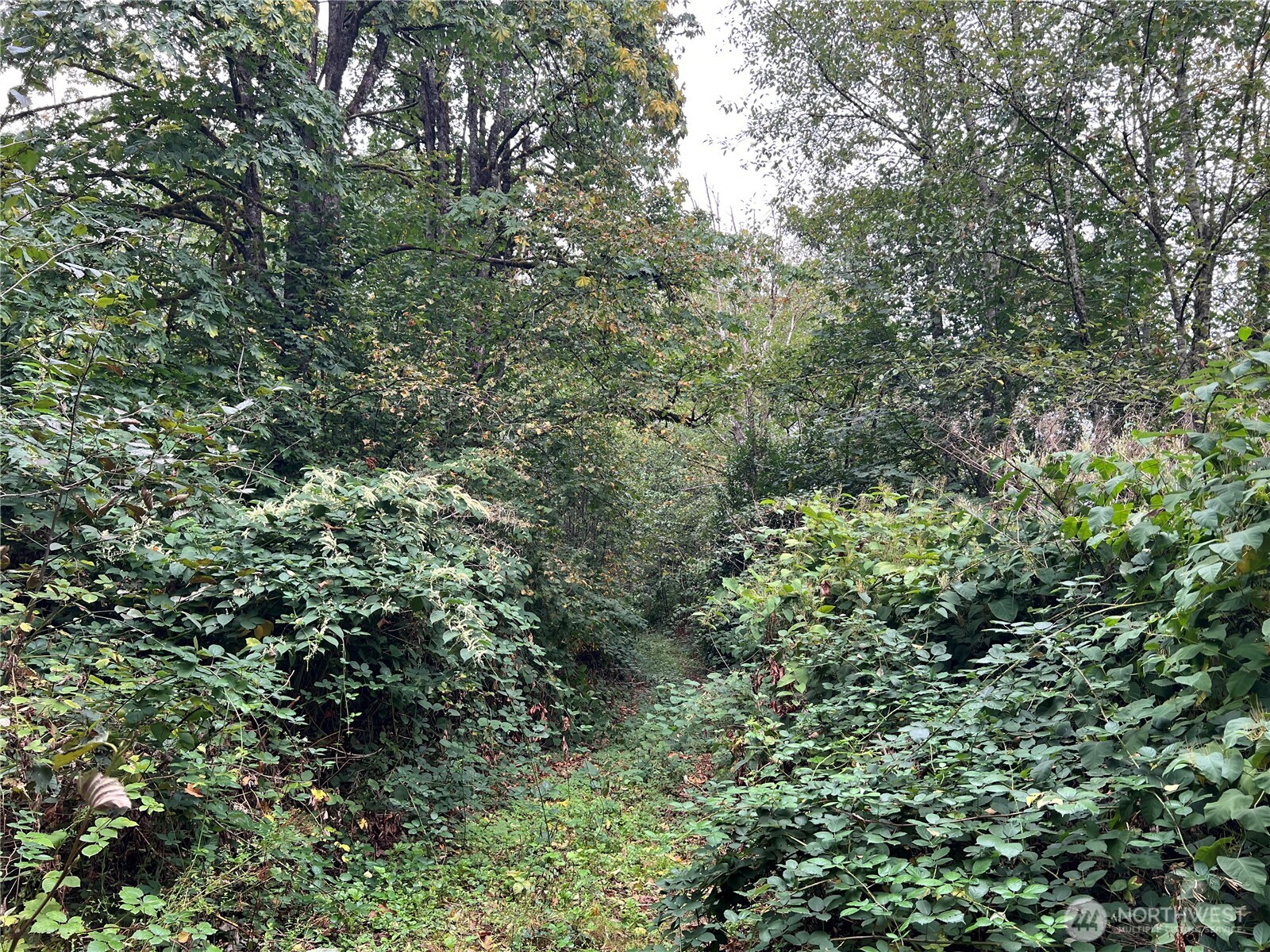 20045 Renton-Maple Valley Road Renton, WA 98058 - Photo 9 of 14 a view of a lush green forest