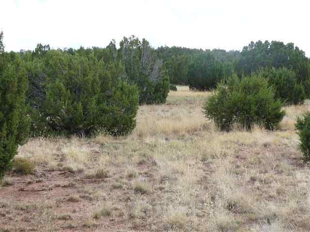 24 Cabola Snowflake, AZ 85937 - Photo 6 of 9