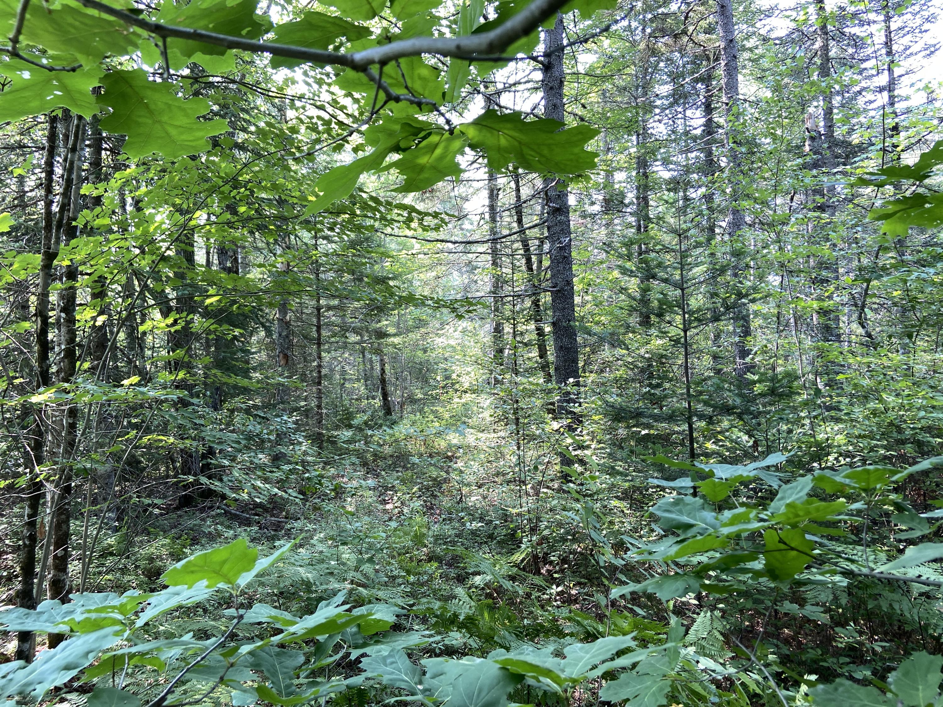 Lot 8 Georgetown Woods Road Columbia Falls, ME 04623 - Photo 10 of 13 19093746-DF9E-432C-8B7B-CA38128B18BE