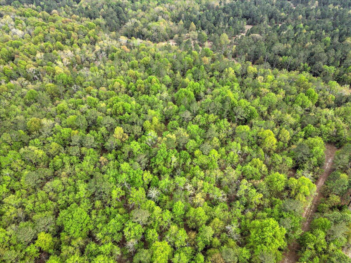 0 Millers Pond Road, Unit LOT 2 Salley, SC 29137 - Photo 10 of 13