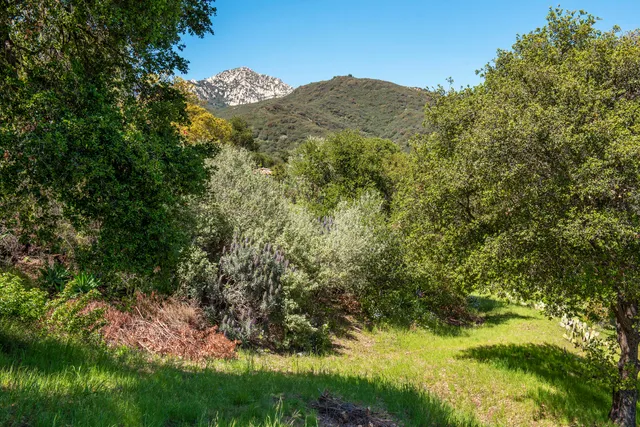 a view of a lush green forest with lots of trees