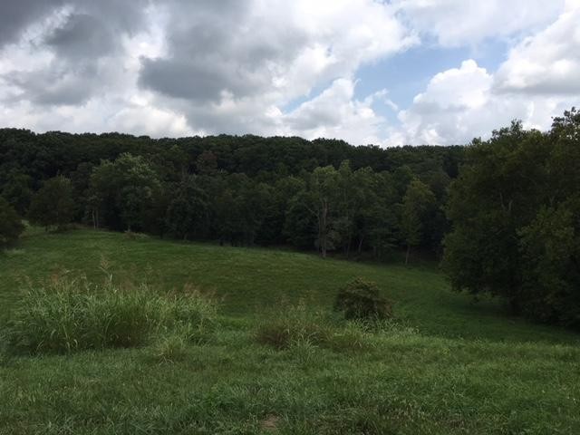 8314 Coppock Road Corryton, TN 37721 - Photo 11 of 29 a view of a big yard with potted plants and big yard