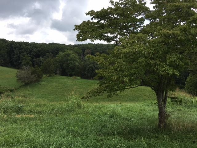 8314 Coppock Road Corryton, TN 37721 - Photo 12 of 29 a view of a lush green space
