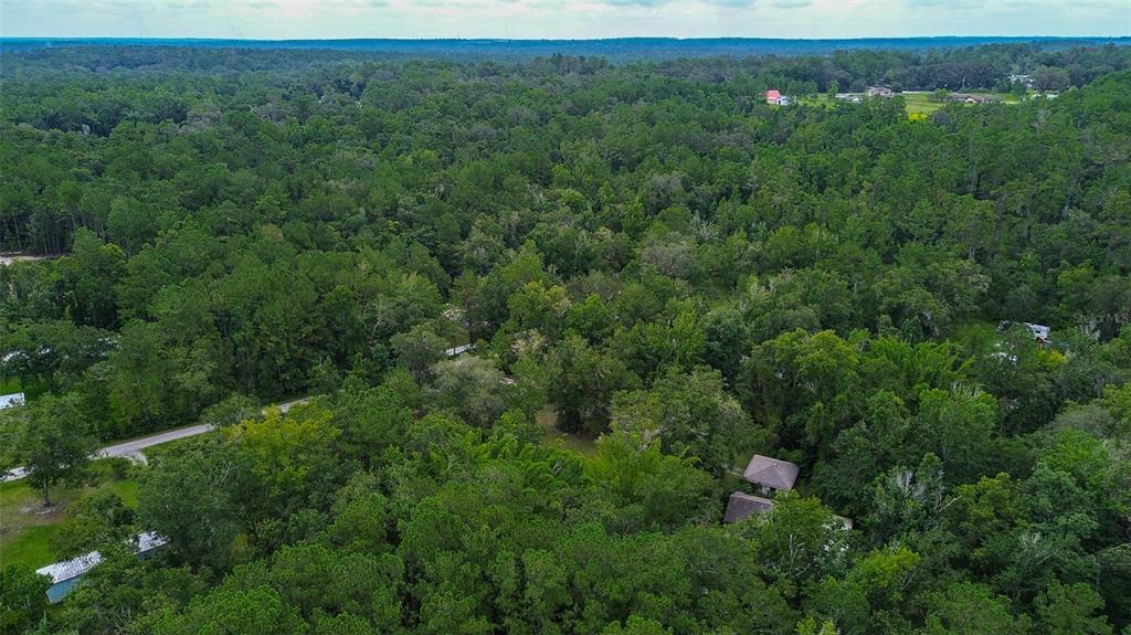 7323 Ray Browning Road Brooksville, FL 34601 - Photo 40 of 46 a view of a lush green forest with lots of trees