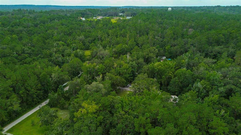 7323 Ray Browning Road Brooksville, FL 34601 - Photo 42 of 46 a view of a lush green forest with lots of trees