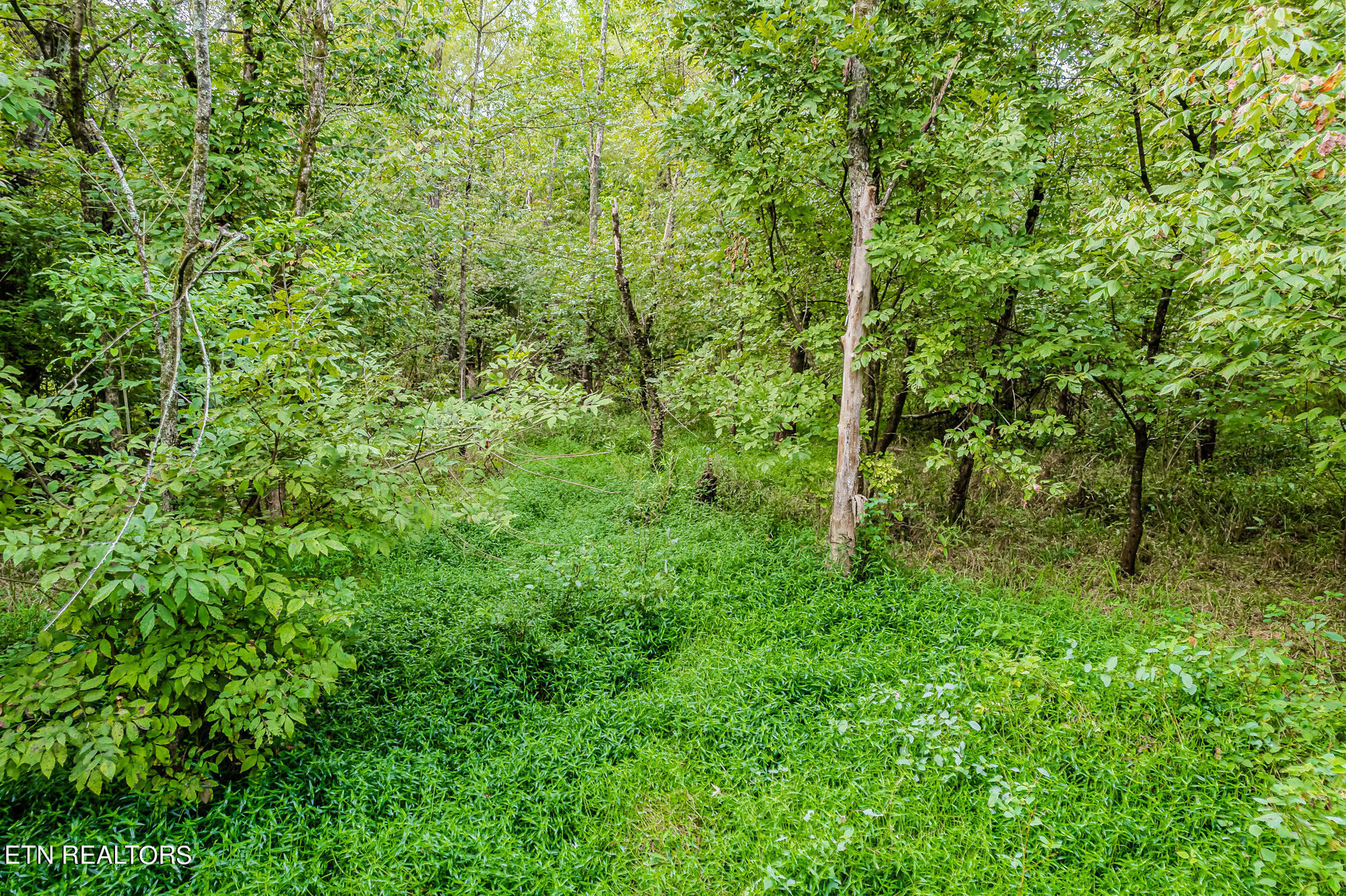 432 County Road Englewood, TN 37329 - Photo 14 of 18 9ac Cr432-14