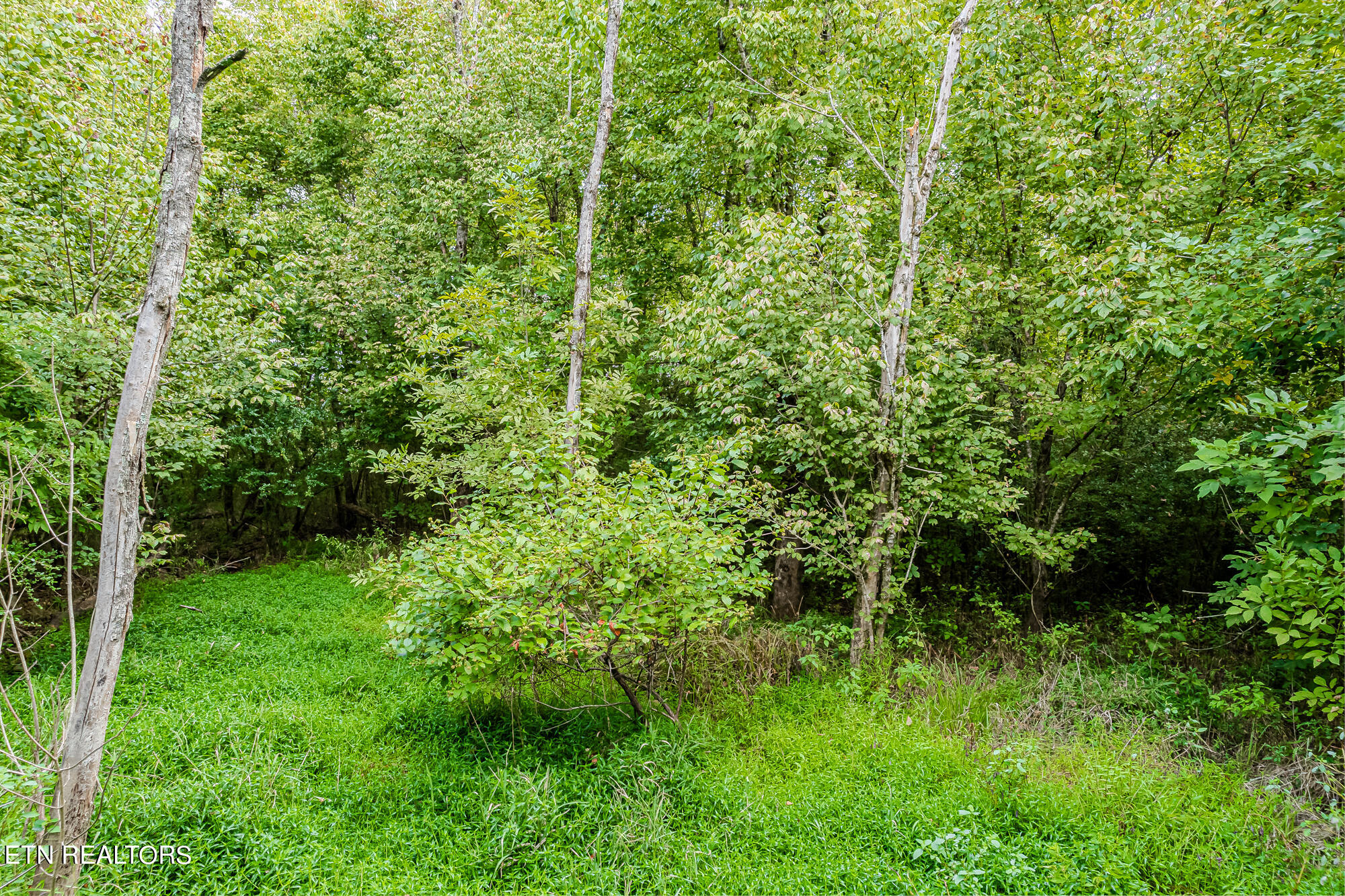 432 County Road Englewood, TN 37329 - Photo 15 of 18 9ac Cr432-15