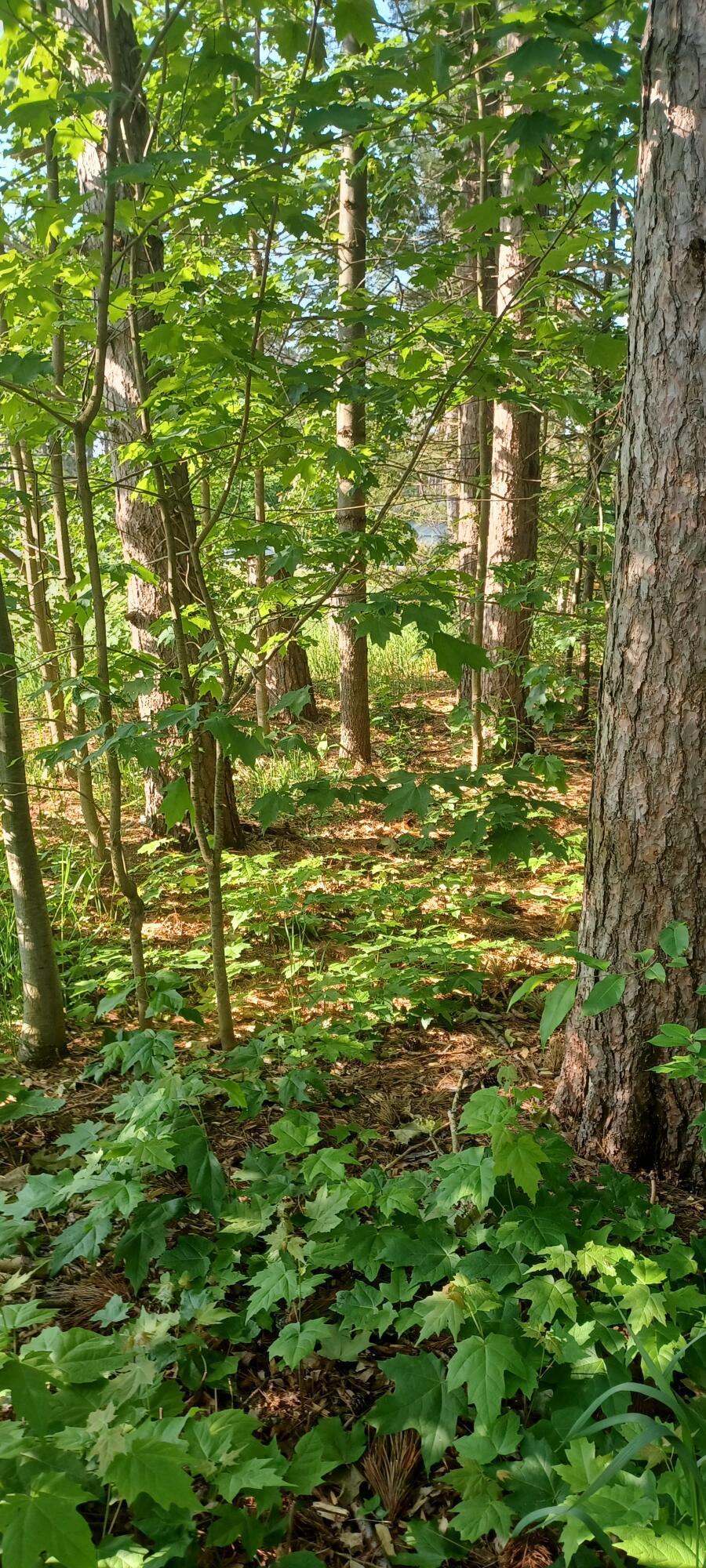 42 McCoy Road Gaylord, MI 49735 - Photo 24 of 26 20250612_085000