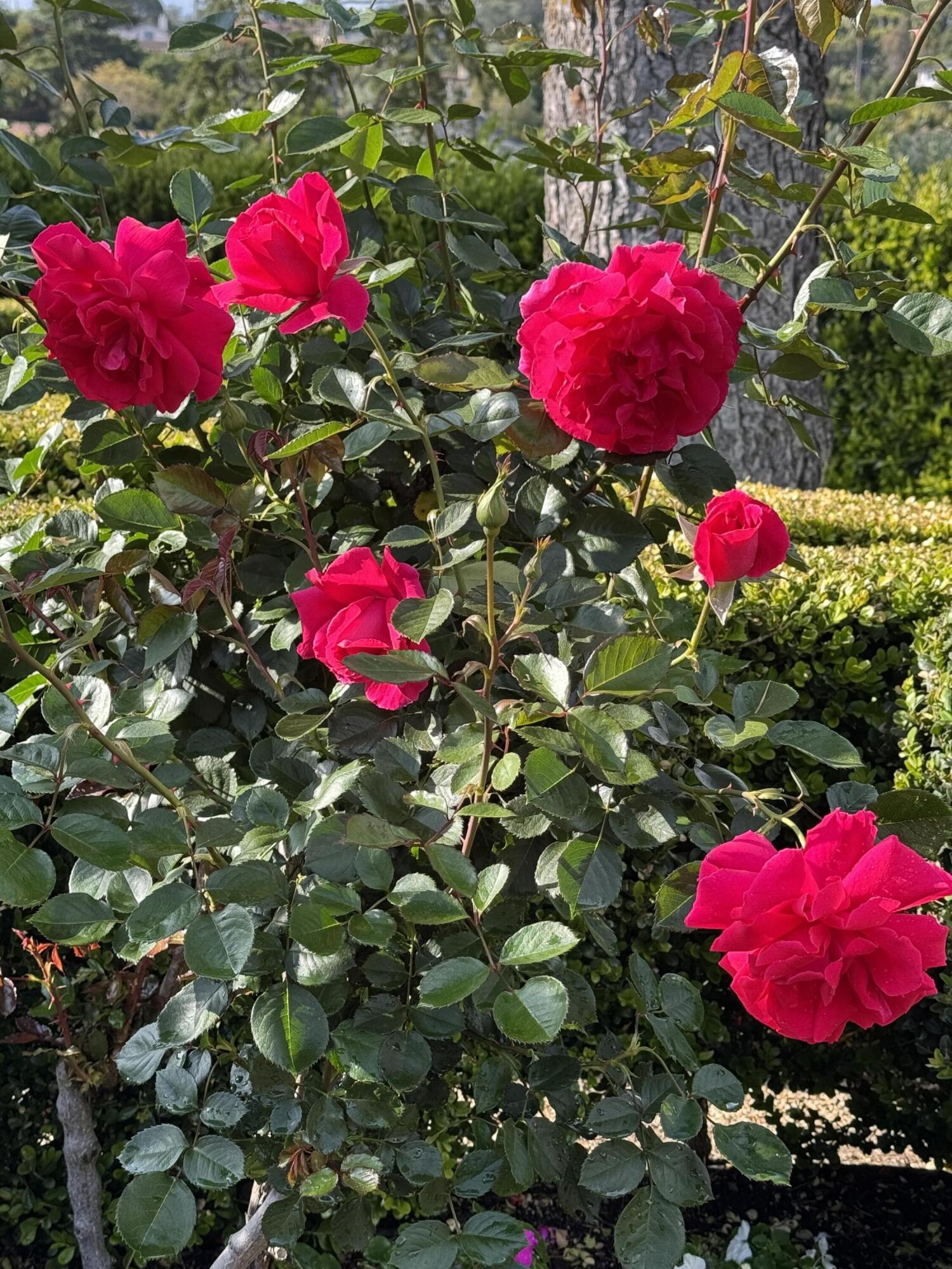 1077 Summit Road Santa Barbara, CA 93108 - Photo 8 of 28 Blooming Gardens