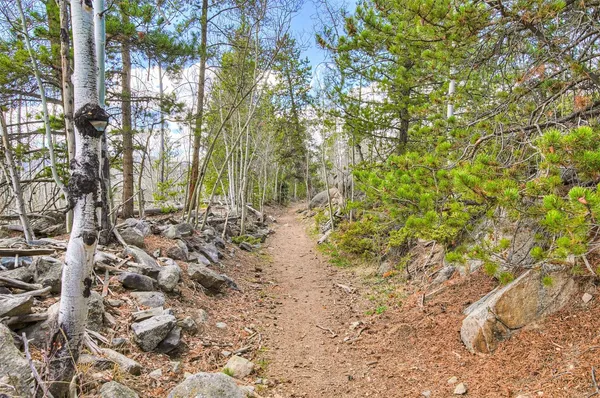 a view of a yard with plants and trees