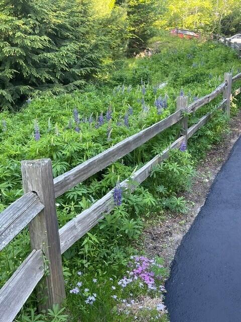 20 Cross Ridge Drive Windham, ME 04062 - Photo 68 of 71 Lupine