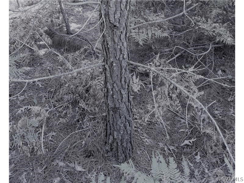 0 South Ivondale Road Warsaw, VA 22572 - Photo 19 of 50 Gallery Image 19
