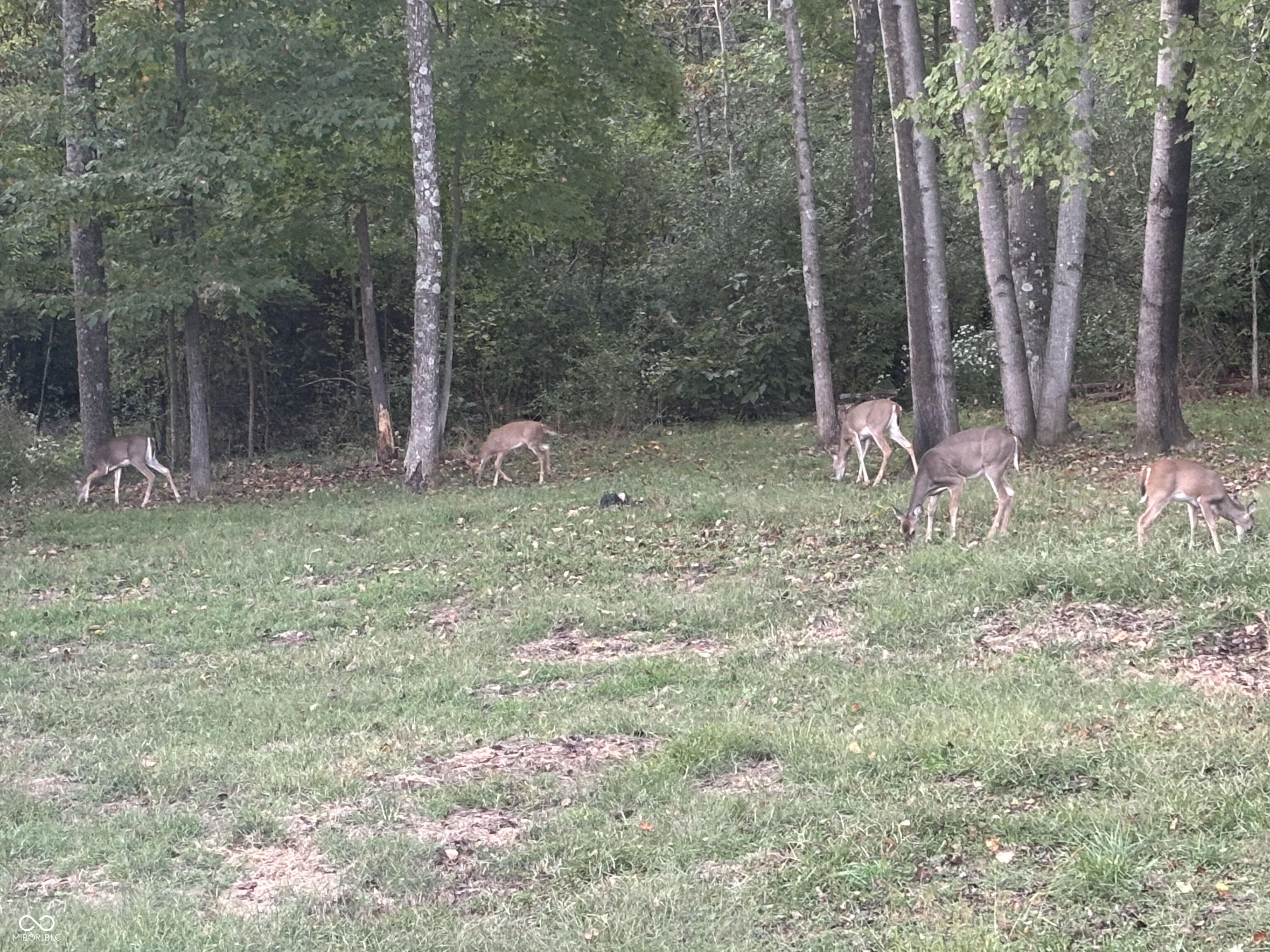 7350 South Becks Grove Road Freetown, IN 47235 - Photo 92 of 98