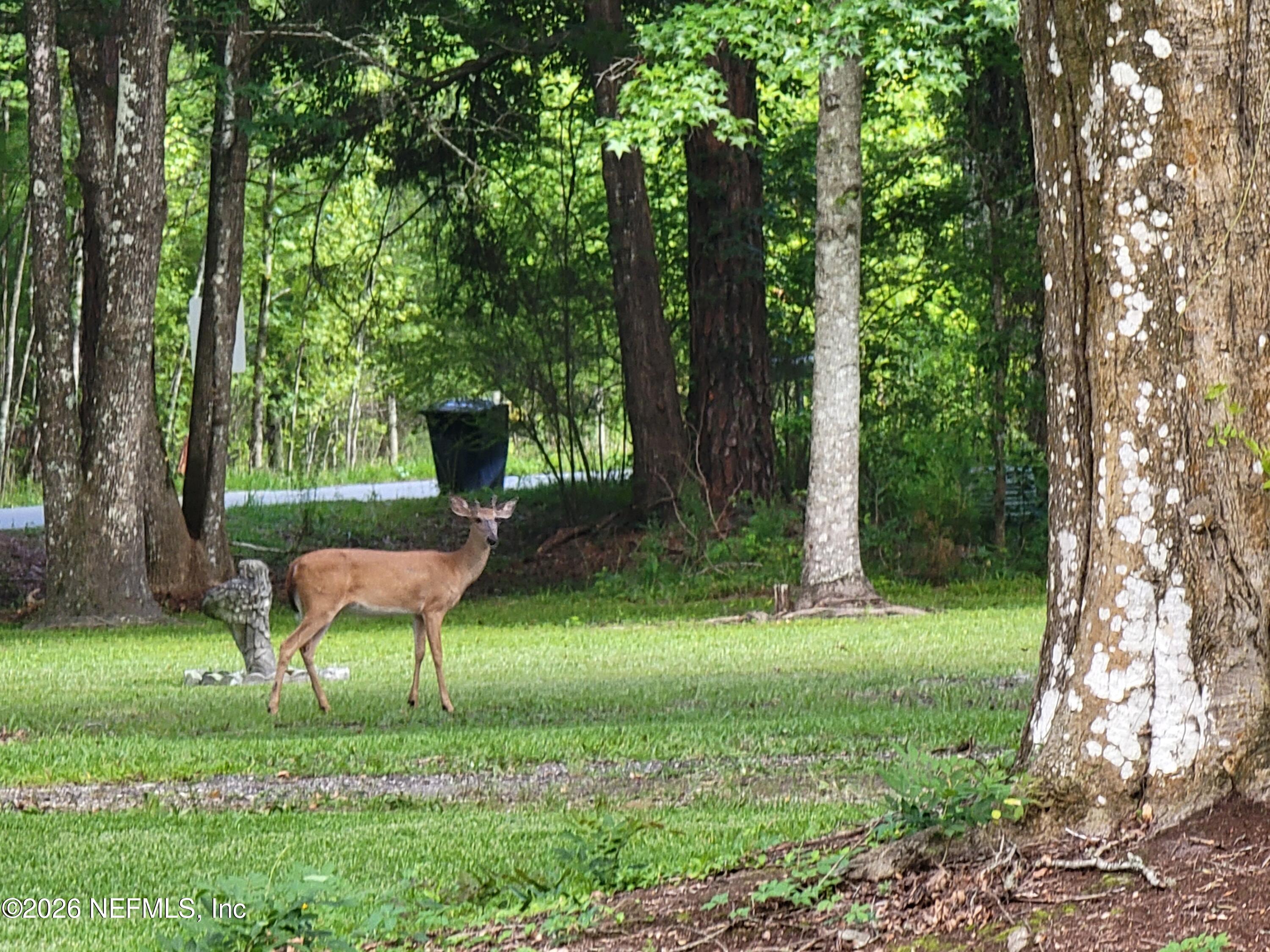 3084 Joe Johns Road Middleburg, FL 32068 - Photo 49 of 52 a backyard of a house with table and chairs