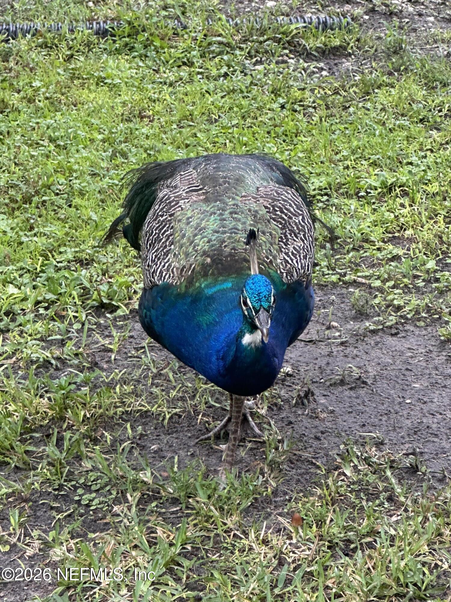 3084 Joe Johns Road Middleburg, FL 32068 - Photo 51 of 52 a view of a backyard