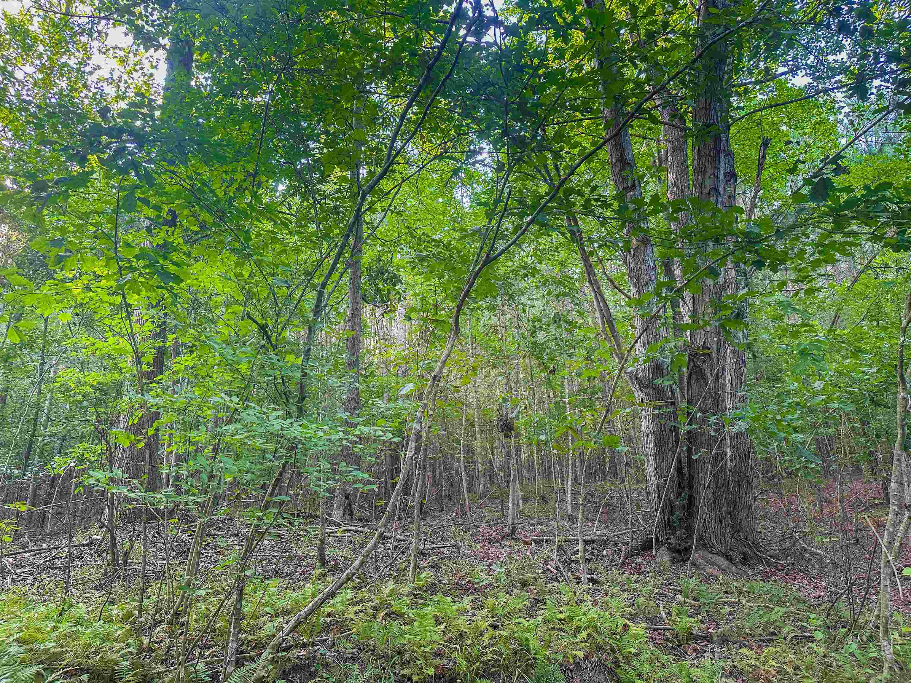 0 Mountain Cut Road Appomattox, VA 24522 - Photo 53 of 55 Gallery Image 53