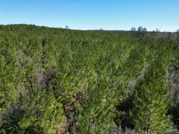 a view of a lush green forest with a mountain in the background