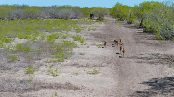 $1,650,000 | 1202 Highway 44, San Diego, TX 78384