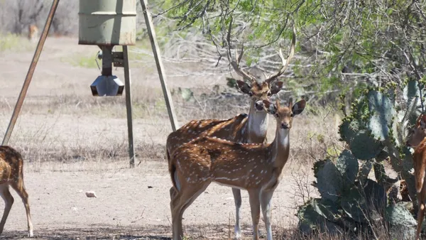 $1,650,000 | 1202 Highway 44, San Diego, TX 78384