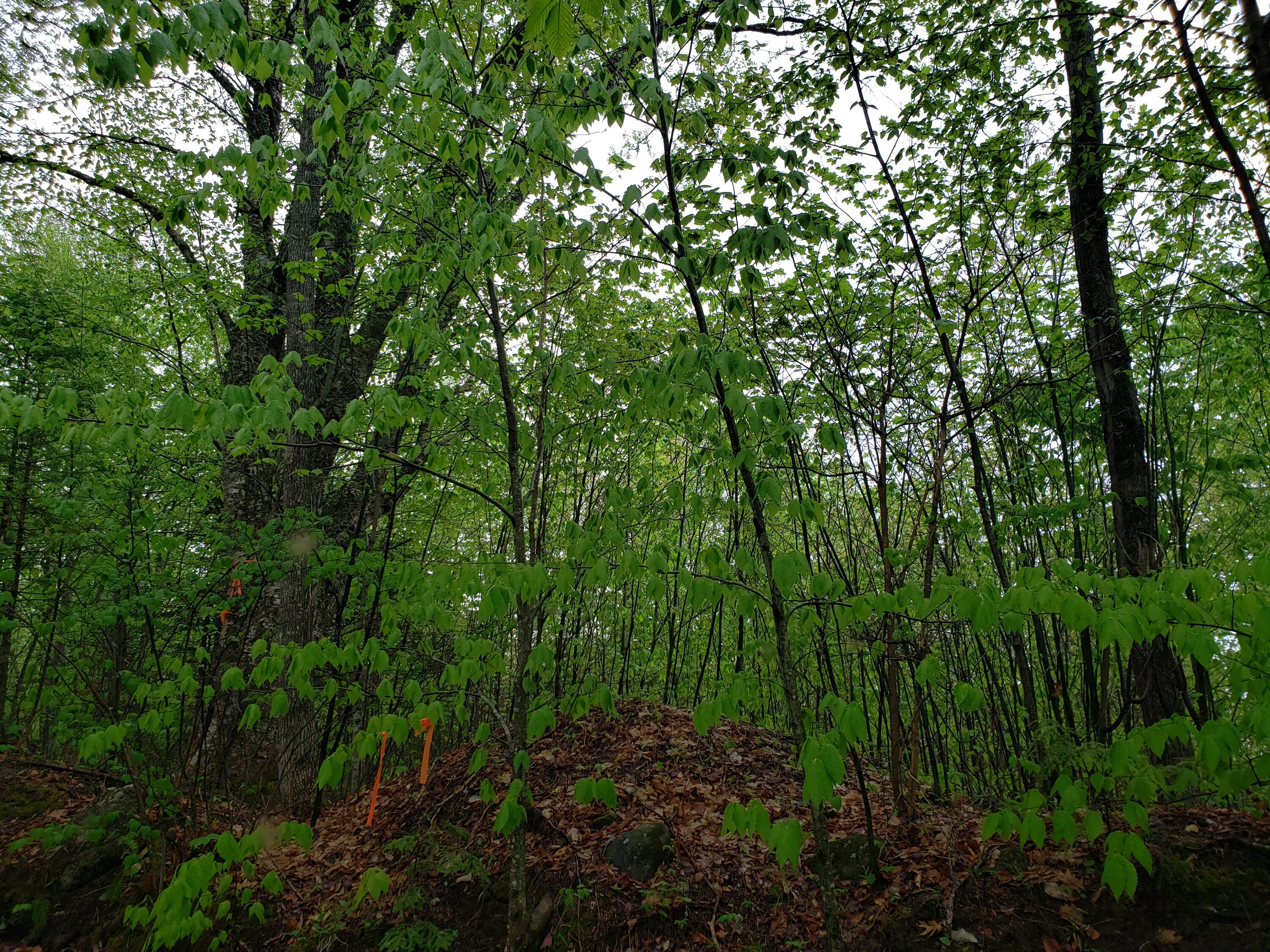 Tbd York Hill Road New Sharon, ME 04955 - Photo 7 of 7 20220515_143613