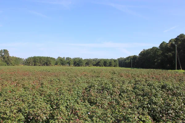$950,000 | 0 Old Highway, Santee, SC 29142