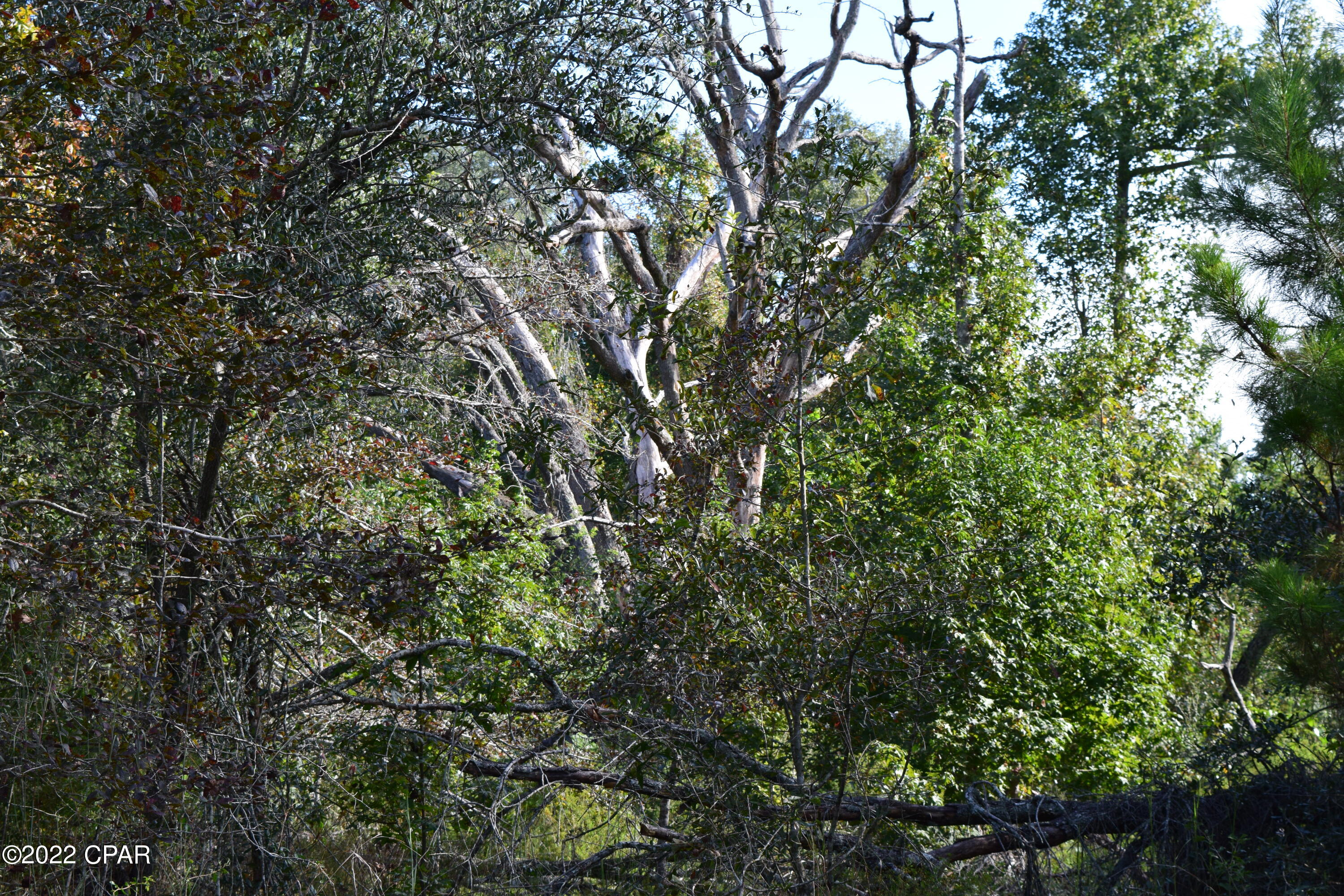 0 Bethlehem Road Cottondale, FL 32431 - Photo 14 of 24