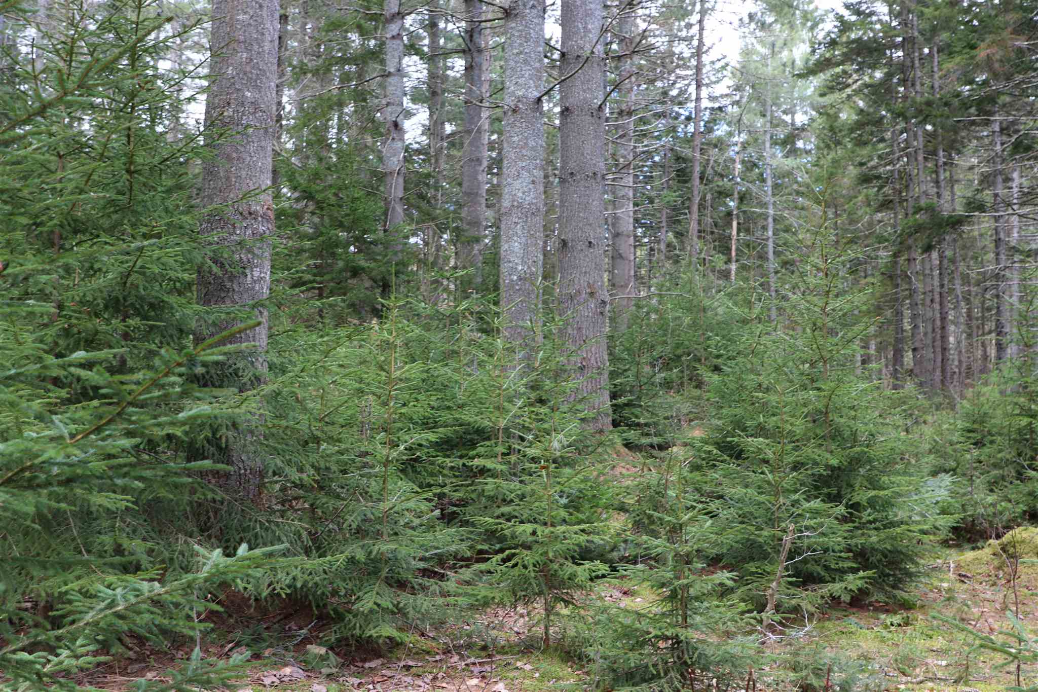 0 Chateauguay Road Woodstock, VT 05091 - Photo 9 of 13