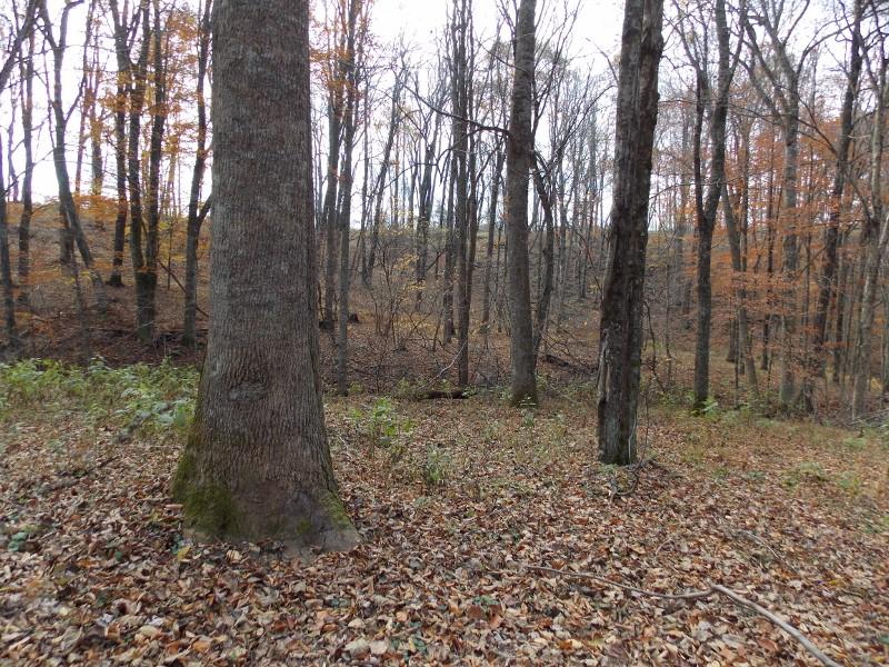 223 Weddle Road Southwest Willis, VA 24380 - Photo 26 of 47 a backyard of a house with lots of green space