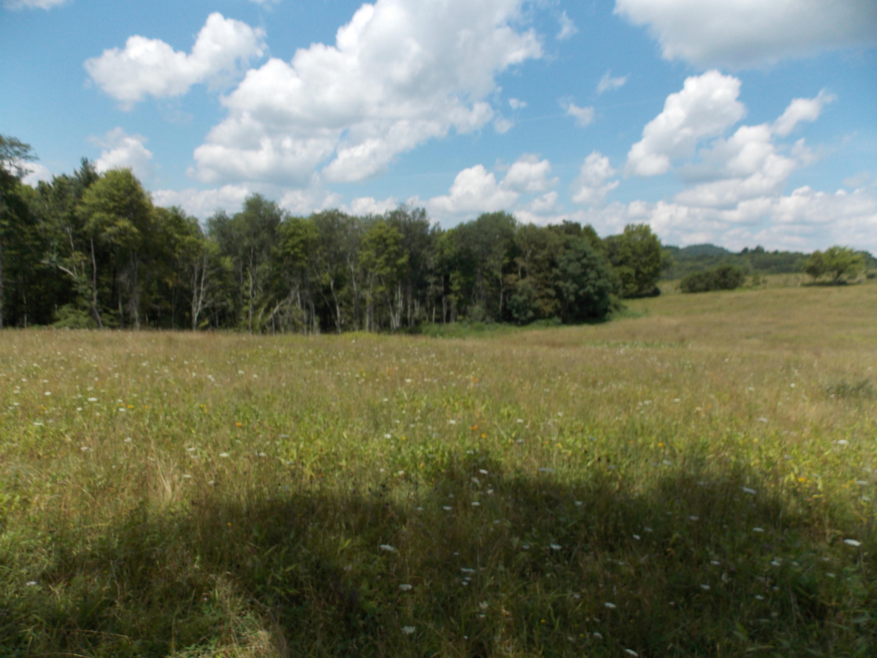 223 Weddle Road Southwest Willis, VA 24380 - Photo 3 of 47 a view of a field with an ocean